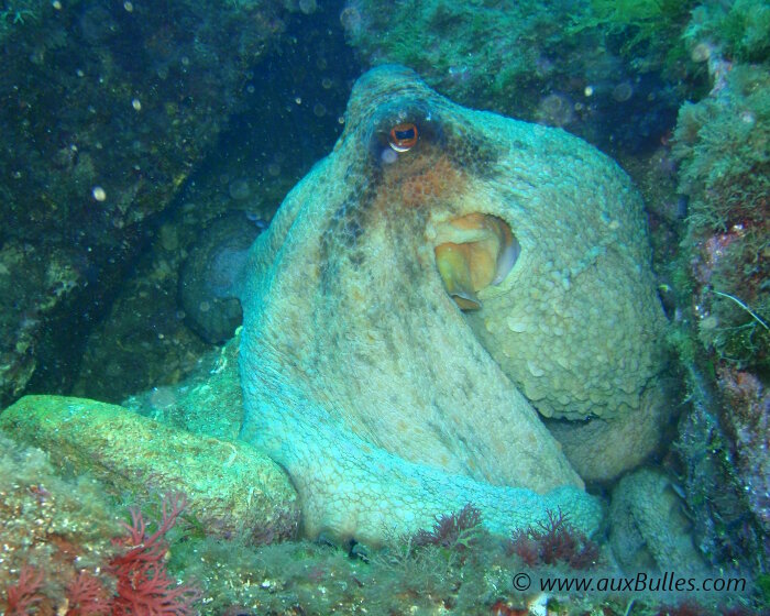 Le poulpe commun blotti au fond d'une anfractuosité rocheuse