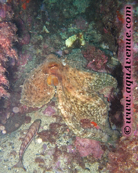 Les C�phalopodes, le poulpe