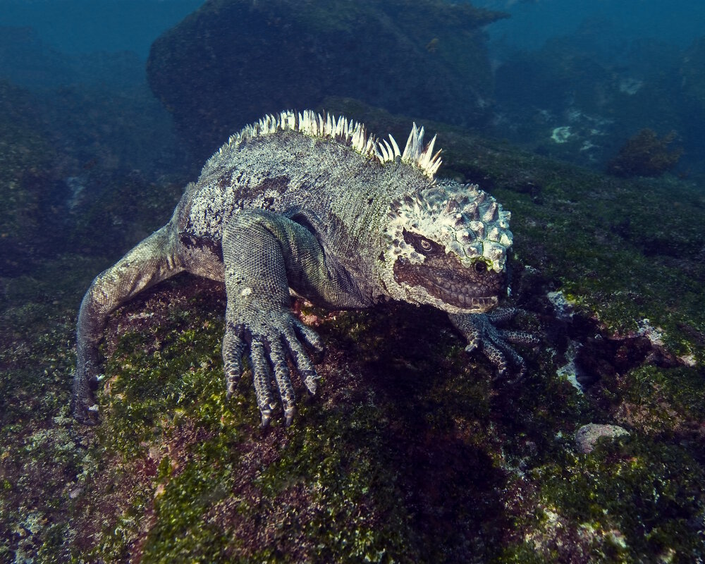 L'iguane marin des Galapagos (Amblyrhynchus cristatus)