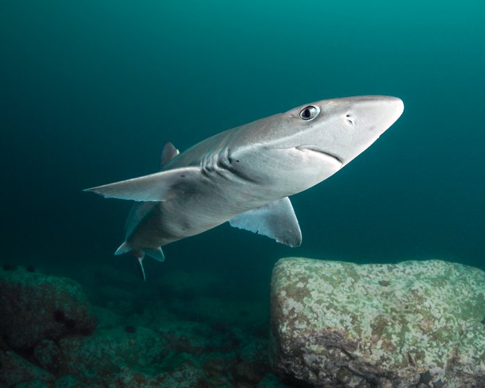 L'aiguillat commun est un requin de petite taille