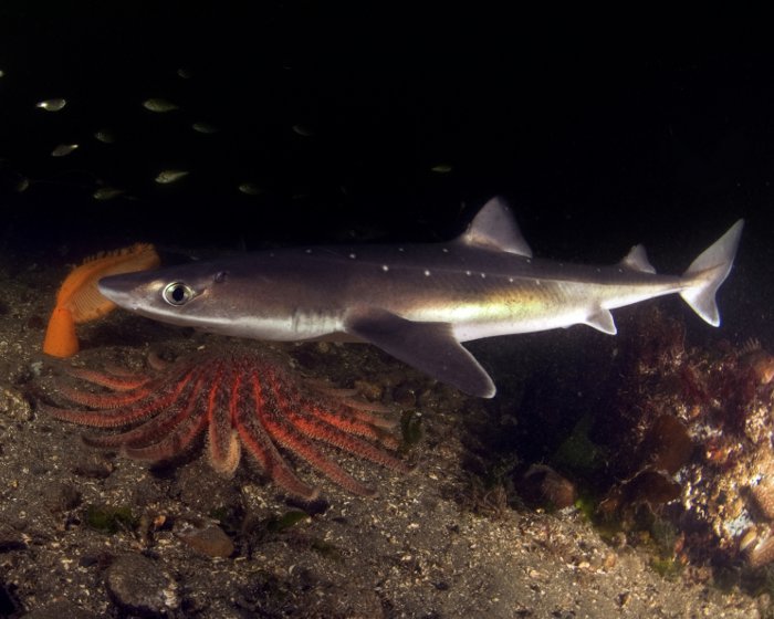 L'aiguillat commun dans les eaux froides de Puget Sound (Etats Unis)