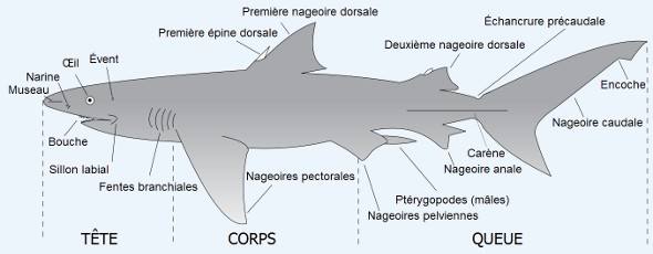 Anatomie du requin Anatomie du requin