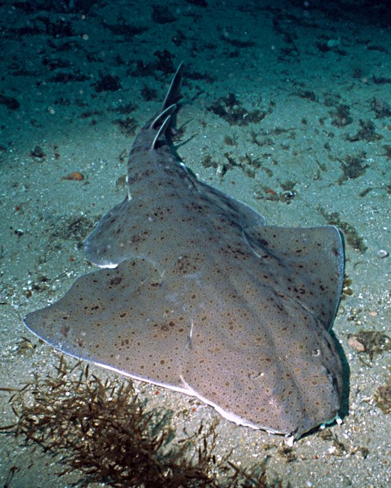 L'ange de mer du Pacifique présente l'aspect d'une raie avec son corps aplati !