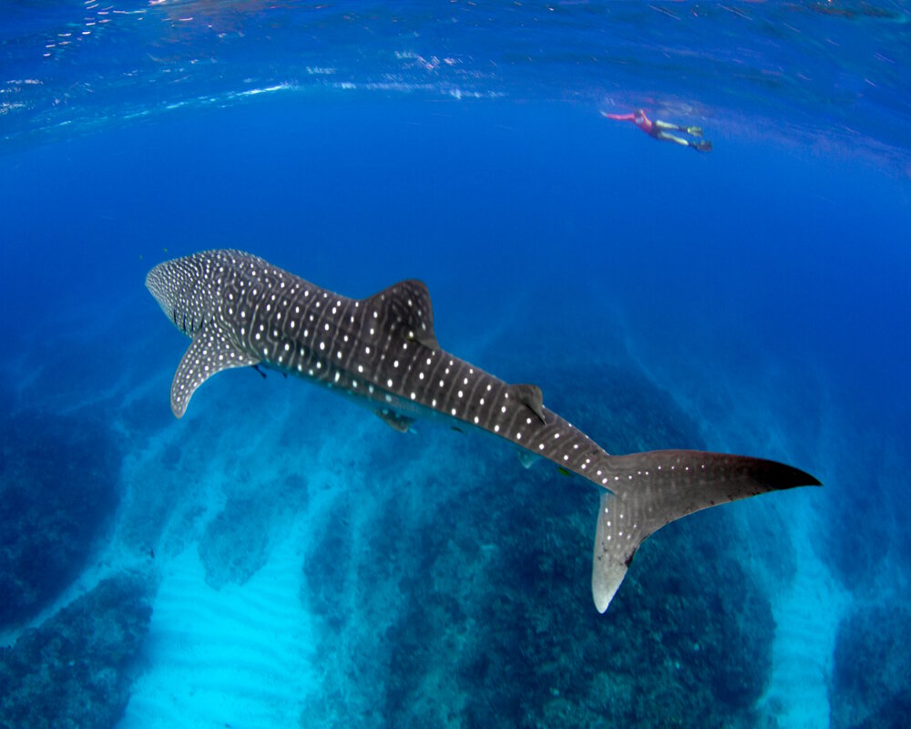 C'est impressionnant de voir surgir du grand bleu le requin baleine, ce géant bleu-gris à pois blanc !