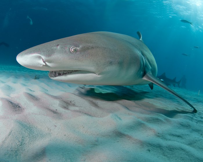 Un gros plan sur un requin citron qui nous dévoile lors de la pose photo sa dentition particulièrement redoutable !