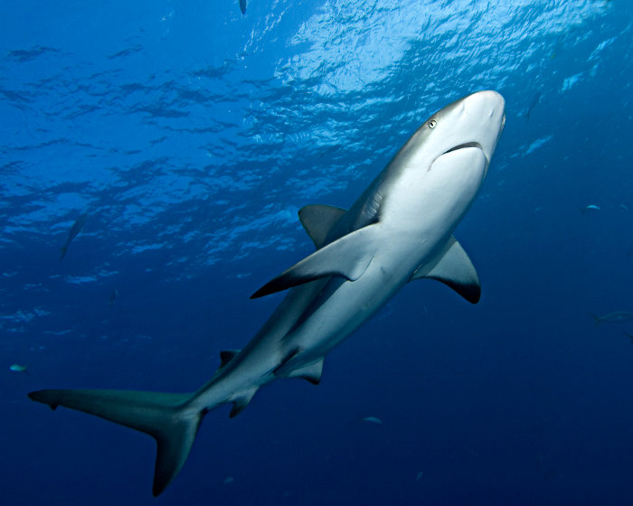 Le requin de récif des Caraibes est un requin imposant au corps profilé de couleur gris.