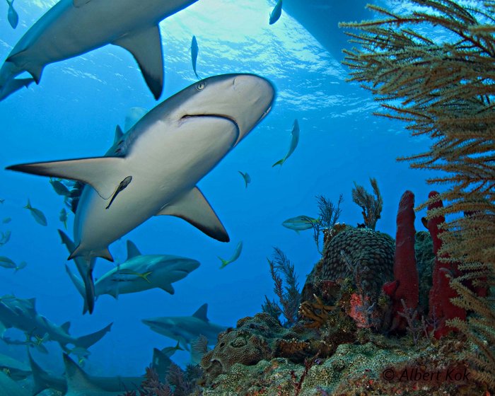 Une rencontre fréquente aux Bahamas : le requin de récif des Caraibes !