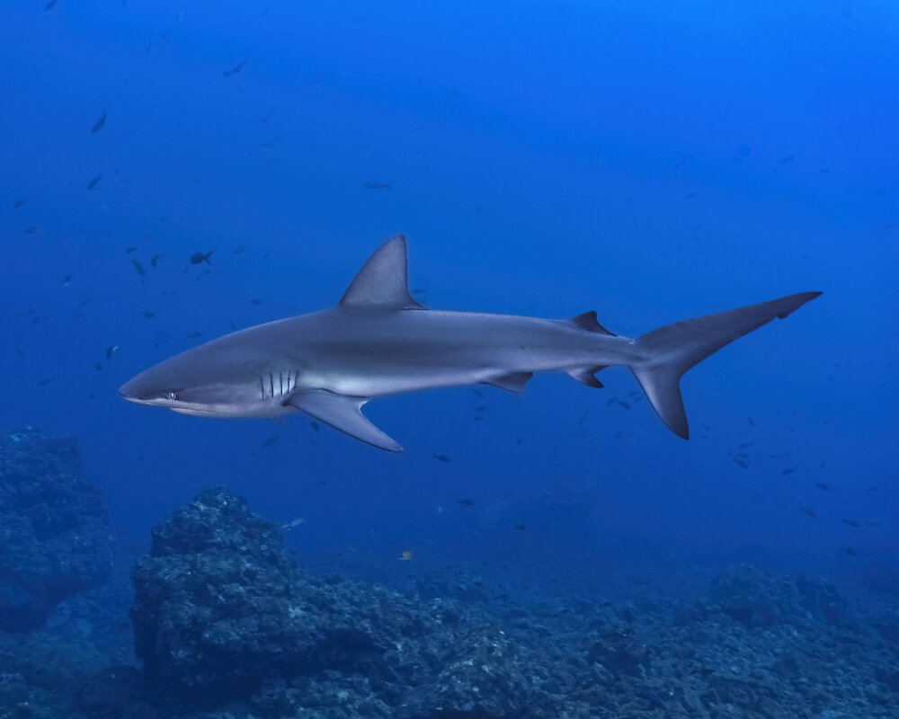 Le requin des Galapagos (Carcharhinus galapagensis)