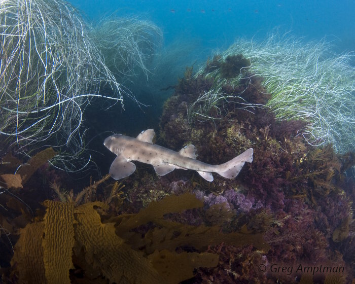 Le requin dormeur cornu (Heterodontus francisci)