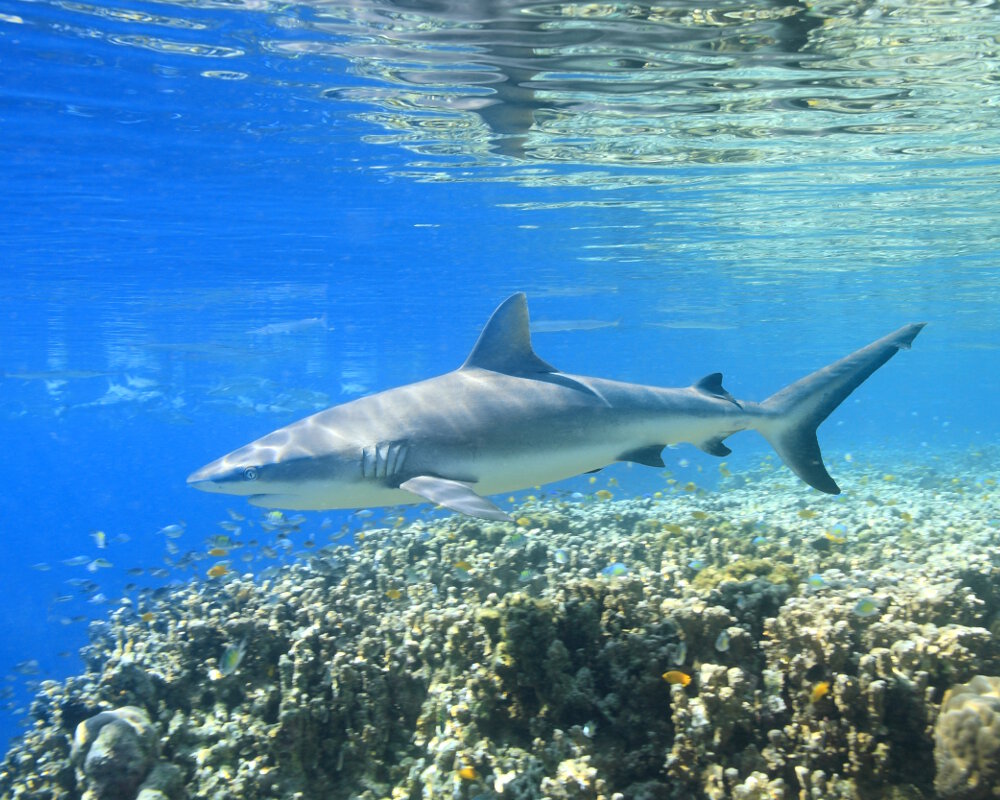 Le requin gris de récif (Carcharhinus amblyrhynchos)