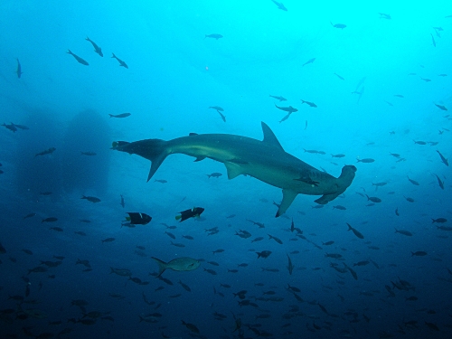 Le requin marteau est doté d'une vision exceptionnelle