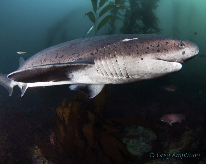 Le requin plat nez (Notorynchus cepedianus)