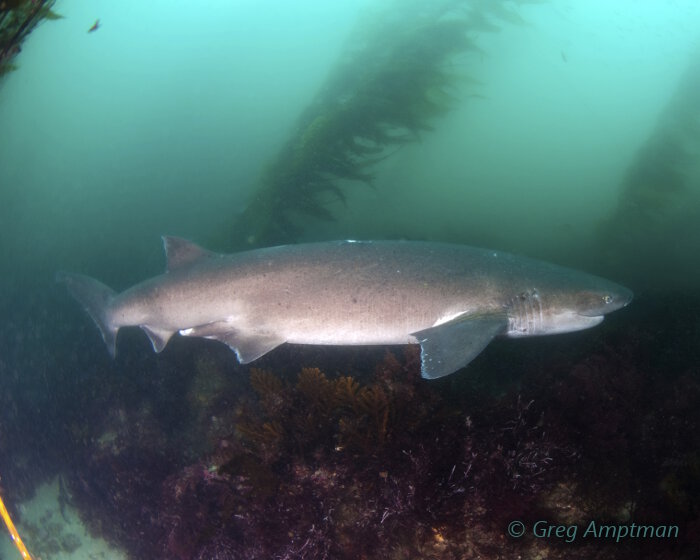 Le requin plat nez (Notorynchus cepedianus)