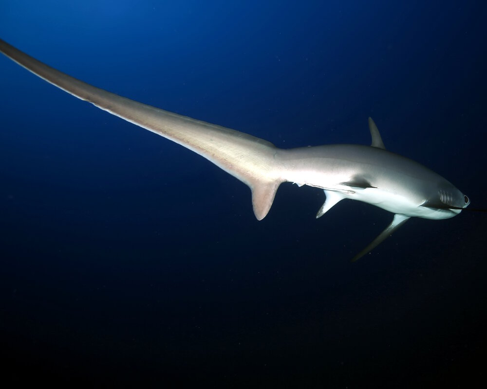 Le requin renard pélagique (Alopias pelagicus)
