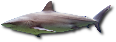 Le requin sombre (Carcharhinus obscurus)