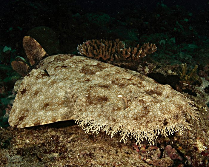 Le requin tapis barbu est reconnaissable à sa large tête bordée d'une multitude d'excroissances telles une barbe !