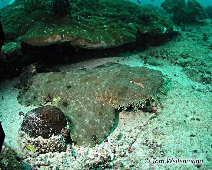 Son corps revêtu de motifs symétriques tels les dessins d'un tapis, le requin tapis barbu se fond dans son environnement !