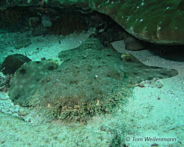 Le requin tapis barbu presque invisible capture les poissons qui viennent à s'aventurer trop près de lui !