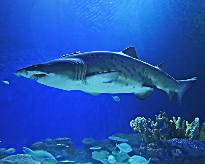 Le requin taureau dispose de dents très effilées telles de véritables poignards !