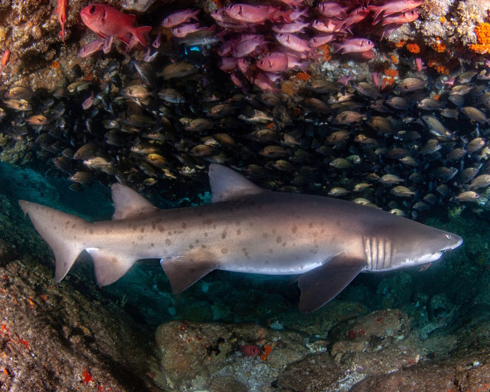 Un requin taureau (Carcharias taurus) blotti dans une grotte, entouré d'un banc de petits poissons