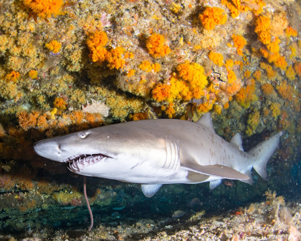Le requin taureau dispose de dents très effilées telles de véritables poignards