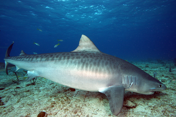 Le requin tigre possède des marbrures tel un tigre !