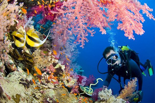 Les iles Vierges britanniques offrent une multitude de spots de plongée sous-marine