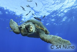 Une sélection de photos du 38ème Festival Mondial de l'Image Sous Marine