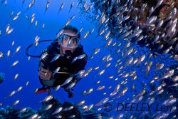 Une sélection de photos du 38ème Festival Mondial de l'Image Sous Marine