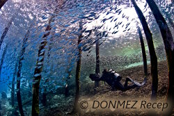 Une sélection de photos du 38ème Festival Mondial de l'Image Sous Marine