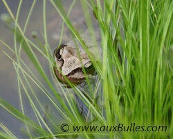 Les amphibiens ou batraciens