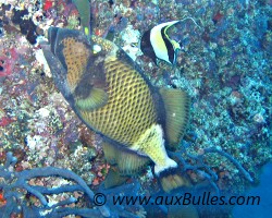 Baliste olivatre ou baliste � moustache - Maldives, F�vrier 2005