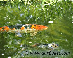 Une carpe Ko� mouchet�e de rouge accompagn�e d'un Shubukin