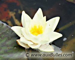 Fleur de n�nuphar de couleur jaune