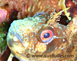 Blennie gattorugine (Parablennius gattorugine) Blennie gattorugine (Parablennius gattorugine)
