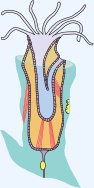 L'anatomie des bryozoaires L'anatomie des bryozoaires