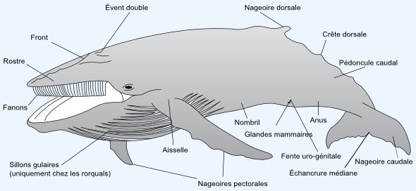 L'anatomie des cétacés à fanons L'anatomie des cétacés à fanons
