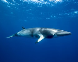 Baleine de minke naine (Balaenoptera acutorostrata)