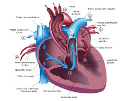 La circulation sanguine (La physiologie du corps humain)