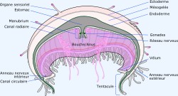 L'anatomie d'une m�duse