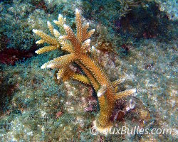 Corail corne de cerf (Acropora cervicornis)