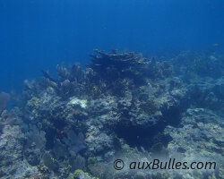 Corail corne d'élan (Acropora palmata)