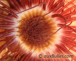 Grand cérianthe (Cerianthus membranaceus) Grand cérianthe (Cerianthus membranaceus)