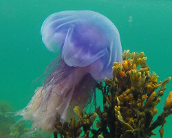 Méduse cyanée bleue (Cyanea lamarckii)