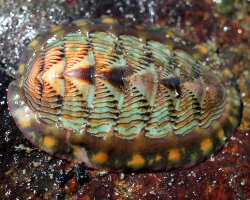 Chiton rouge ligné (Tonicella lineata)