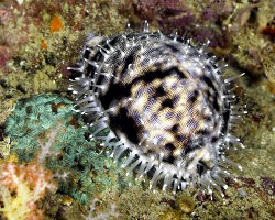 Porcelaine tigre (Cypraea tigris) Porcelaine tigre (Cypraea tigris)