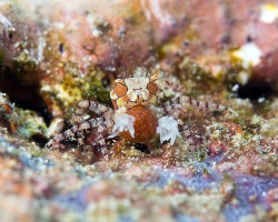 Crabe boxeur à mosaïque (Lybia tessellata) Crabe boxeur à mosaïque (Lybia tessellata)