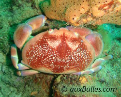 Crabe corail (Carpilius corallinus)