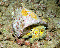 Crabe ermite jaune poilu (Aniculus maximus)