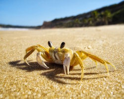 Crabe fantôme de l'Atlantique (Ocypode quadrata)